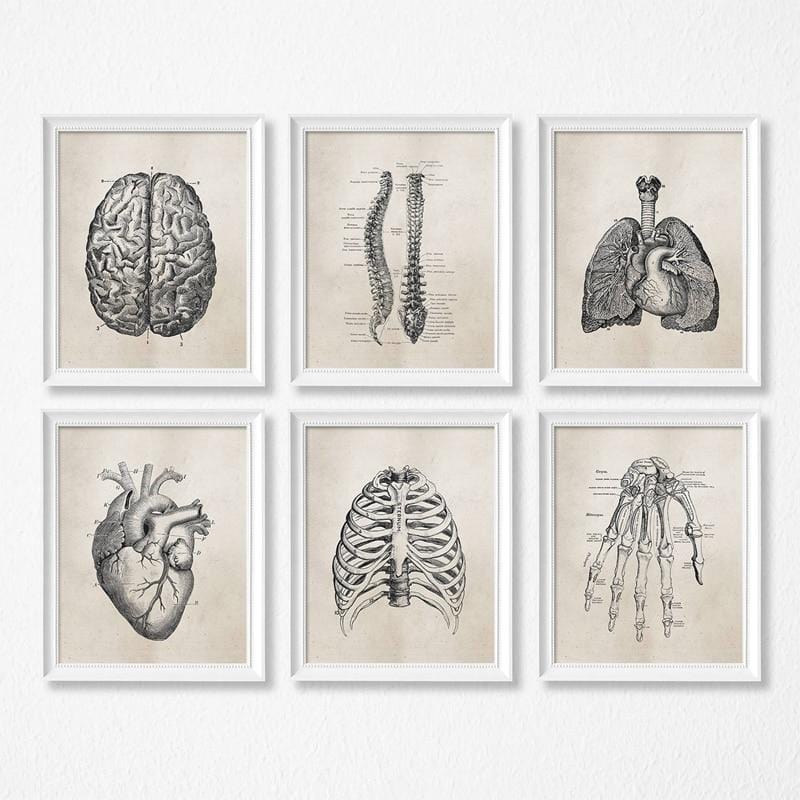 Human Anatomy Science Vintage Posters Art Prints , Medical Anatomy Canvas Painting Medical Doctor Clinic Wall Pictures Decor