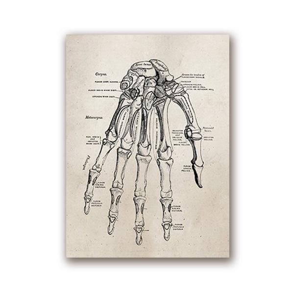 Human Anatomy Science Vintage Posters Art Prints , Medical Anatomy Canvas Painting Medical Doctor Clinic Wall Pictures Decor