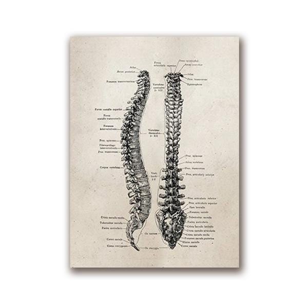 Human Anatomy Science Vintage Posters Art Prints , Medical Anatomy Canvas Painting Medical Doctor Clinic Wall Pictures Decor